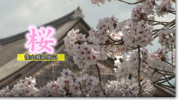 篠山城跡周辺の桜　映像